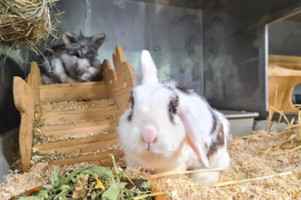 WhatsApp Image 2025-11-24 at 11.03.47-4